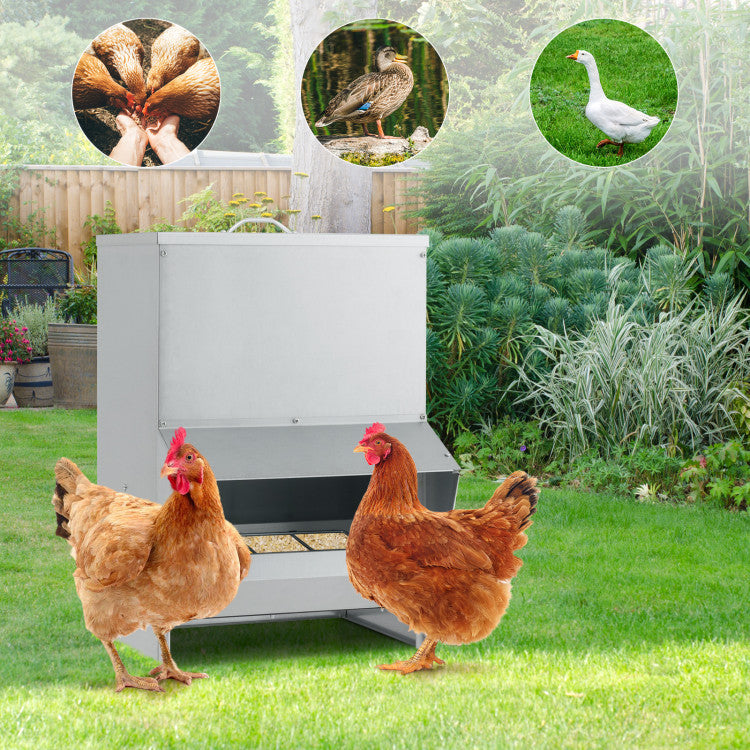 Wall Mount Galvanized Chicken Feeder 50 Pounds Capacity