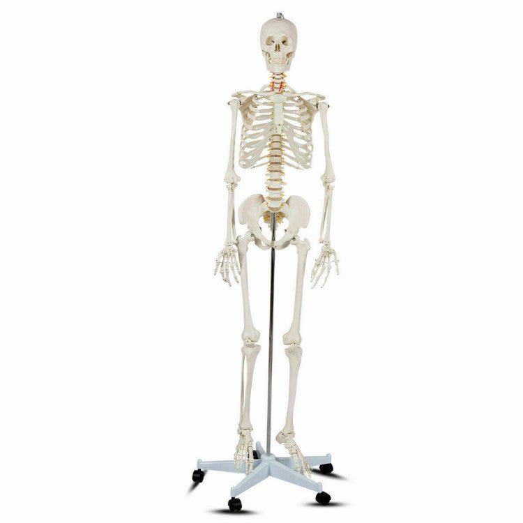 70'' Life Size Medical Skeleton Model Anatomical School Human Skeleton