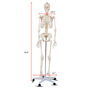 70'' Life Size Medical Skeleton Model Anatomical School Human Skeleton Model with Rolling Stand