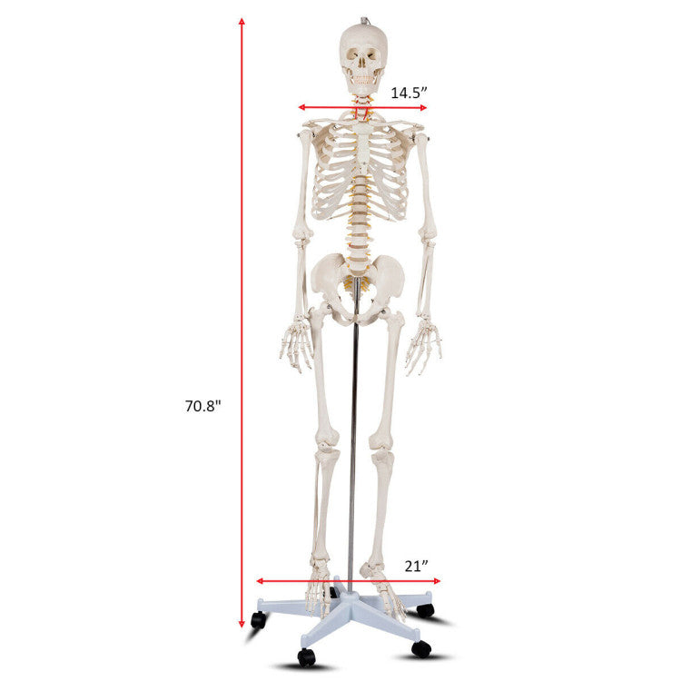 70'' Life Size Medical Skeleton Model Anatomical School Human Skeleton Model with Rolling Stand