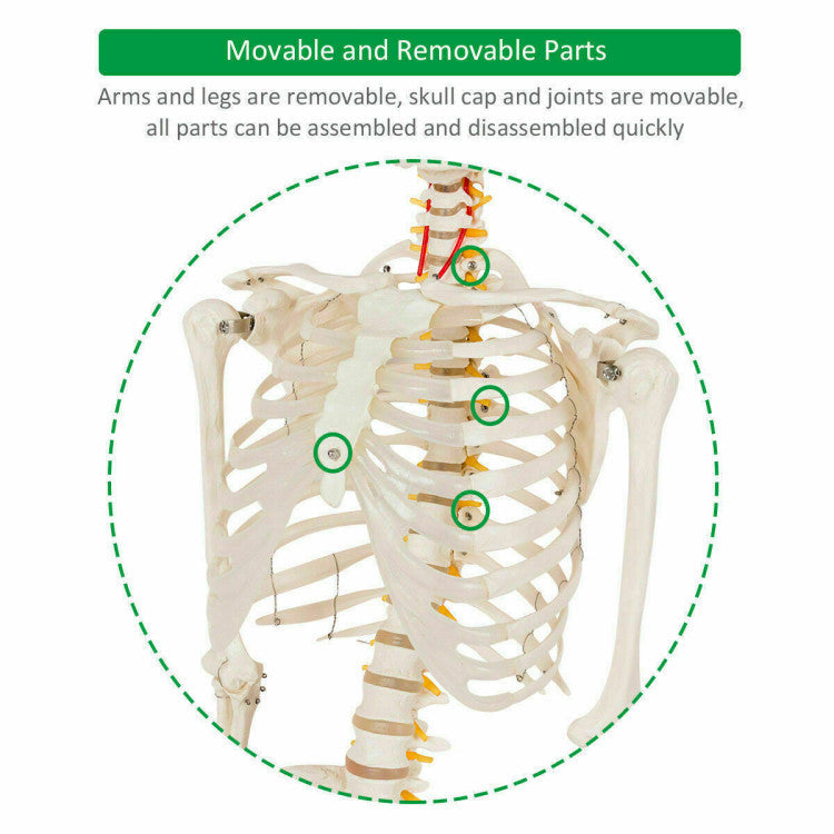 70'' Life Size Medical Skeleton Model Anatomical School Human Skeleton Model with Rolling Stand