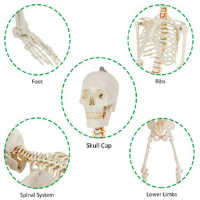 70'' Life Size Medical Skeleton Model Anatomical School Human Skeleton Model with Rolling Stand